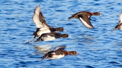 P2380181：飛ぶキンクロハジロ