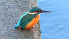 DSCN5657：カワセミ（オス）