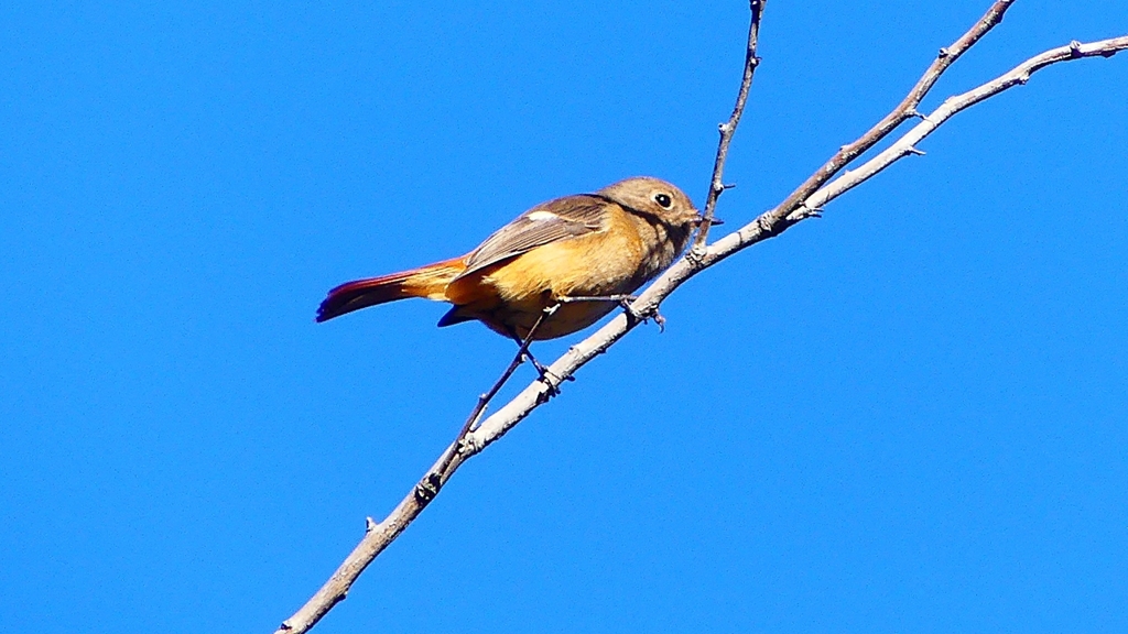 P2400408：ジョウビタキ（メス）