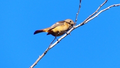 P2400408：ジョウビタキ（メス）