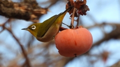 DSCN8622：メジロ