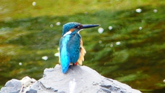 P2280324:カワセミ(オス) P2280324:カワセミ(オス)