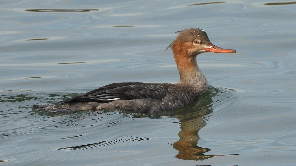 DSCN3187：ウミアイサ（メス）