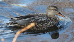 DSCN9702：オカヨシガモ（メス）