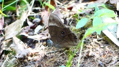 P2250534：クロヒカゲ