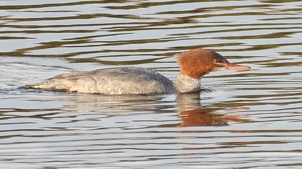 DSCN0513：カワアイサ（メス）