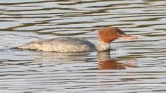 DSCN0513：カワアイサ（メス）