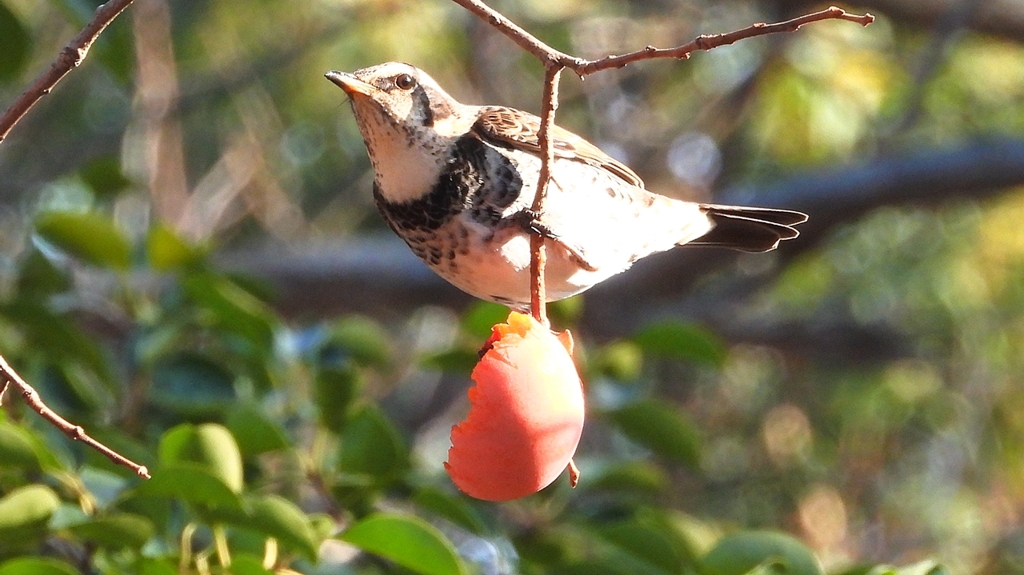 DSCN6020：ツグミ