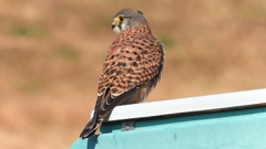 DSCN6690：チョウゲンボウ