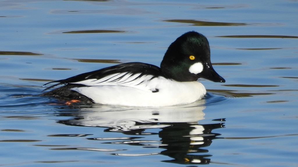 DSCN2802：ホオジロガモ（オス）