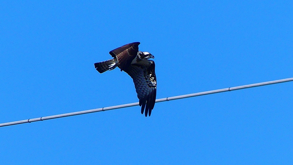 P2270452：飛ぶミサゴ