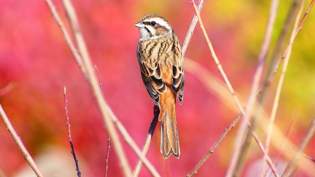 P2390338：ホオジロ（メス）