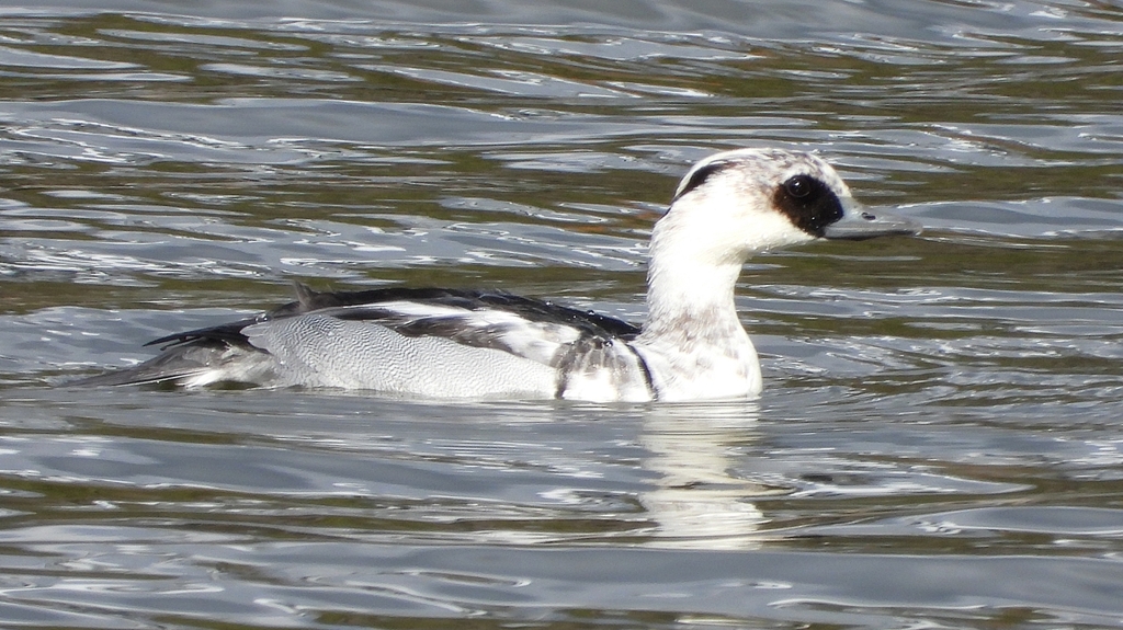 DSCN0291：ミコアイサ（オス）