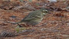 DSCN8165：ビンズイ