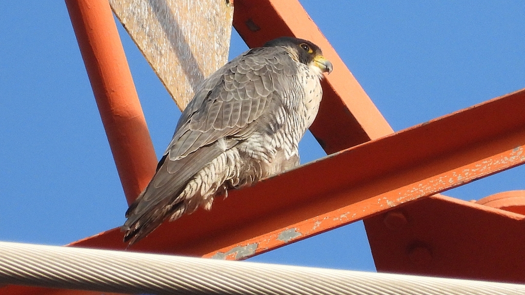 DSCN3773：ハヤブサ