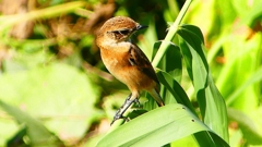 P2300299：ノビタキ