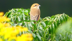 P2370022：モズ（メス）