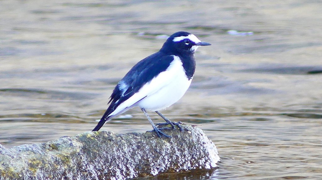 P2330686：セグロセキレイ