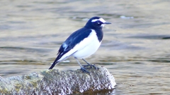 P2330686：セグロセキレイ