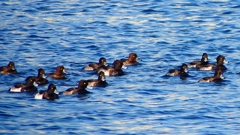 P2380062：キンクロハジロ