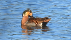 DSCN7860：トモエガモ（オス）