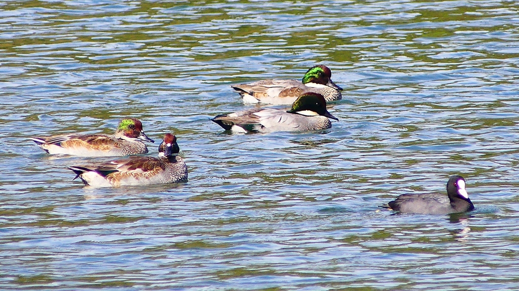 P2360449：ヨシガモ、オオバン