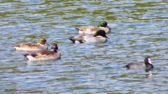 P2360449：ヨシガモ、オオバン
