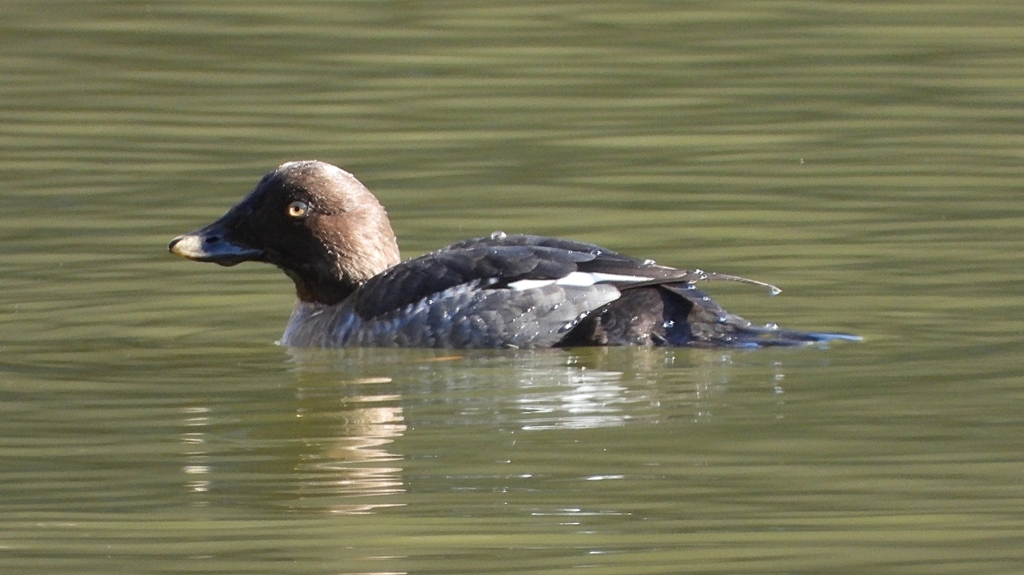 DSCN2253：ホオジロガモ（メス）