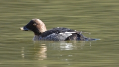 DSCN2253：ホオジロガモ（メス）