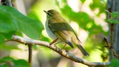 P2320085：ムシクイ