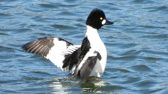 DSCN5584：ホオジロガモ（オス）