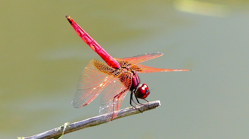 P2300797：ベニトンボ（オス）