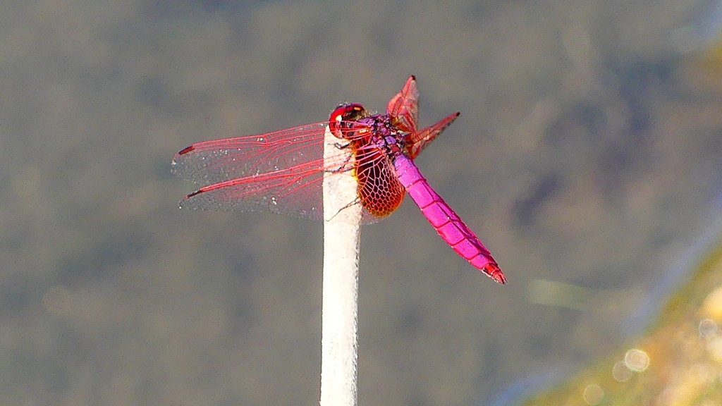 P2270139：ベニトンボ（オス）