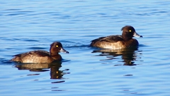 P2370334：キンクロハジロ（メス）