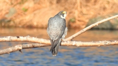 DSCN1471：ハヤブサ