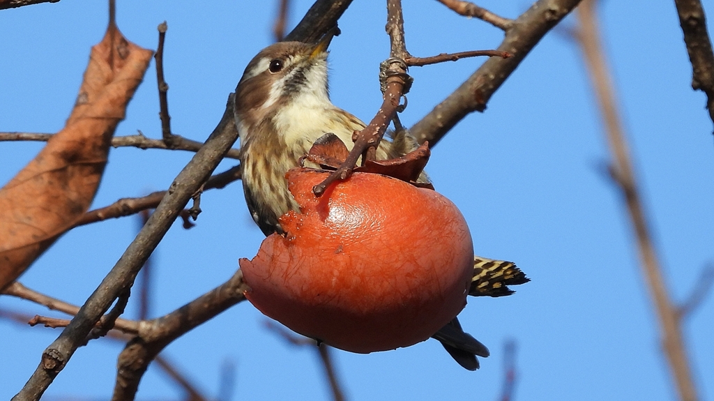 DSCN8660：コゲラ