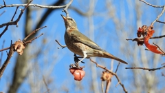 DSCN8883：ハチジョウツグミ