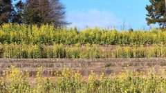 DSCN2070：菜の花