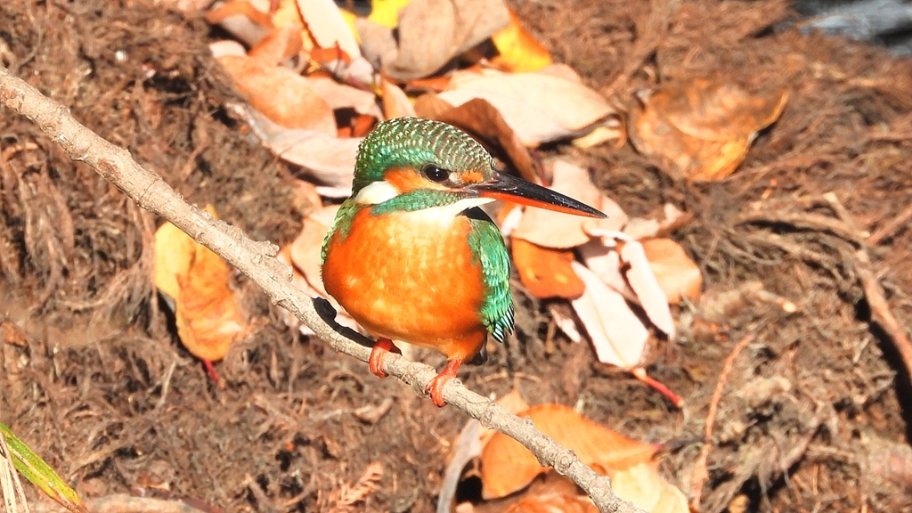 DSCN8935：カワセミ（メス）