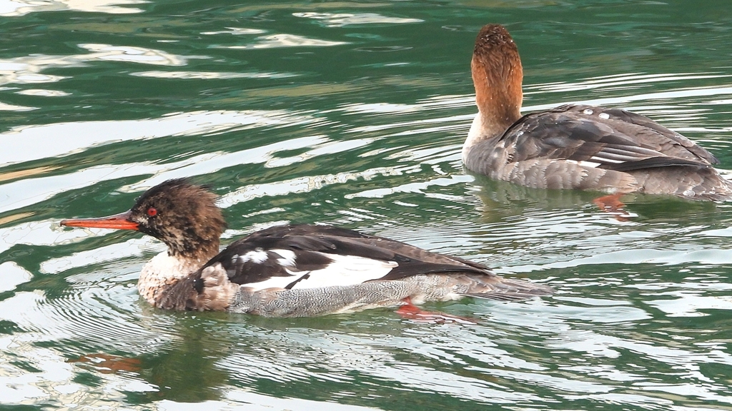 DSCN7309：ウミアイサ