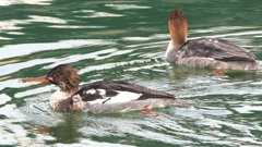 DSCN7309：ウミアイサ