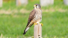 P2340375：チョウゲンボウ