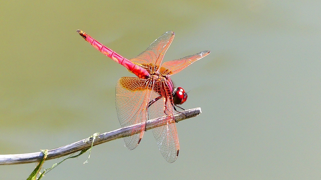 P2300813：ベニトンボ（オス）