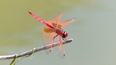 P2300813：ベニトンボ（オス）