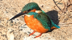 DSCN5909：カワセミ（オス）