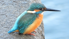 DSCN5647：カワセミ（オス）