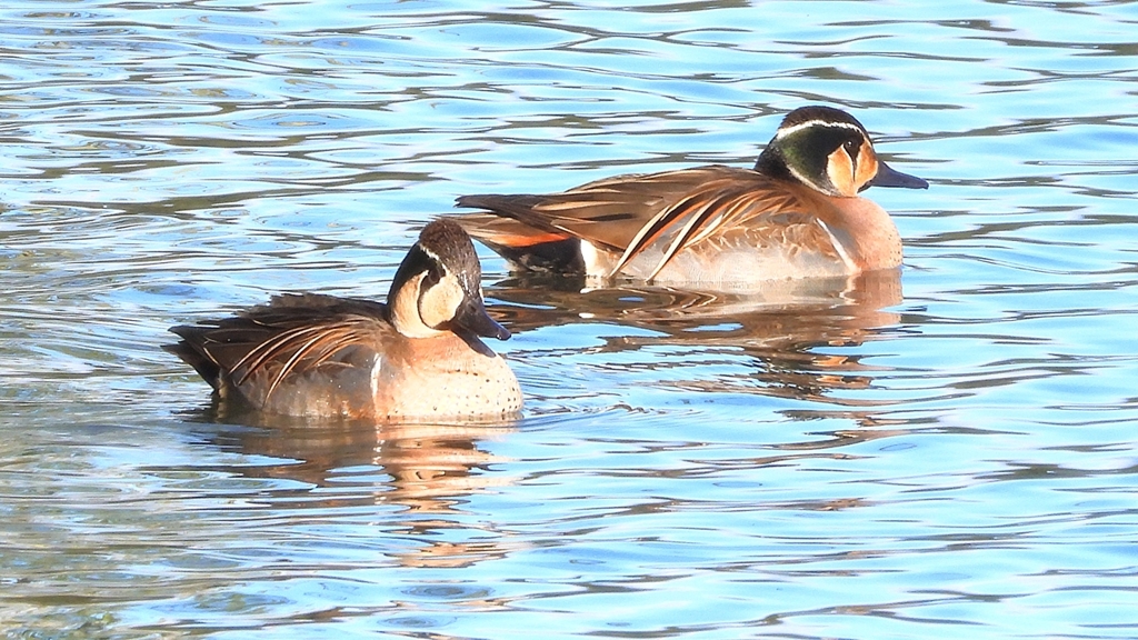 DSCN7908：トモエガモ（オス）