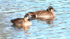 DSCN7908：トモエガモ（オス）