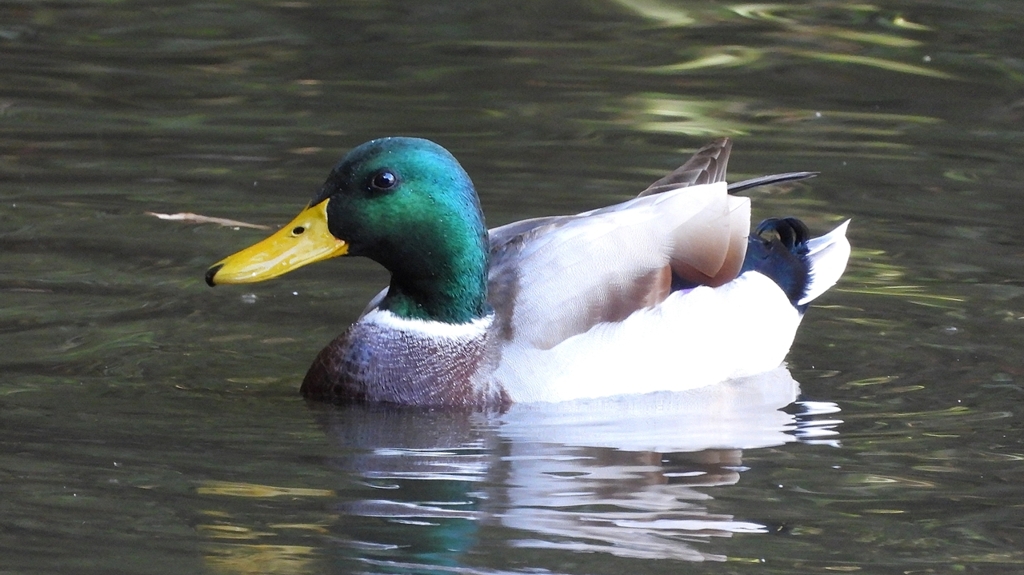 DSCN0032：マガモ（オス）