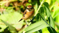 P2300336：ノビタキ